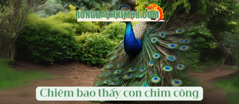 Chiêm bao thấy con chim công