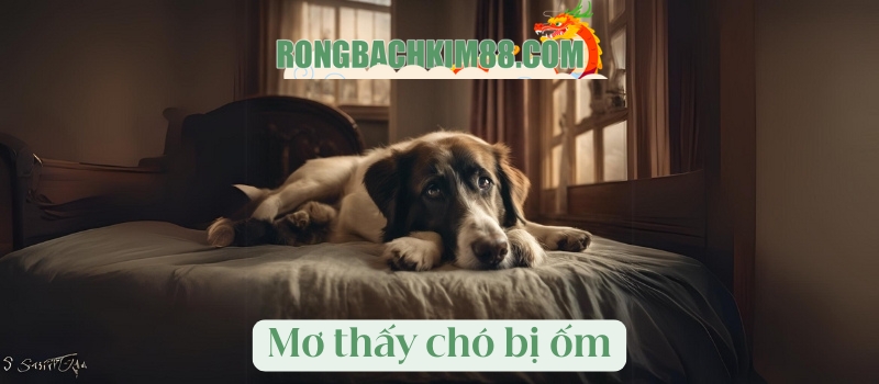 Mơ thấy chó bị ốm