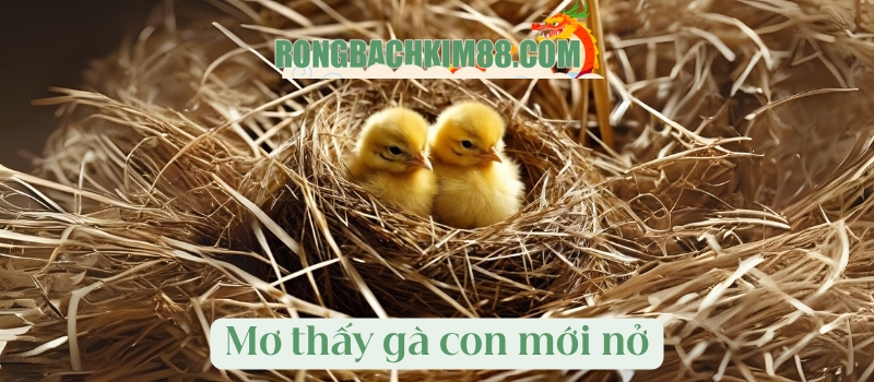 Mơ thấy gà con mới nở