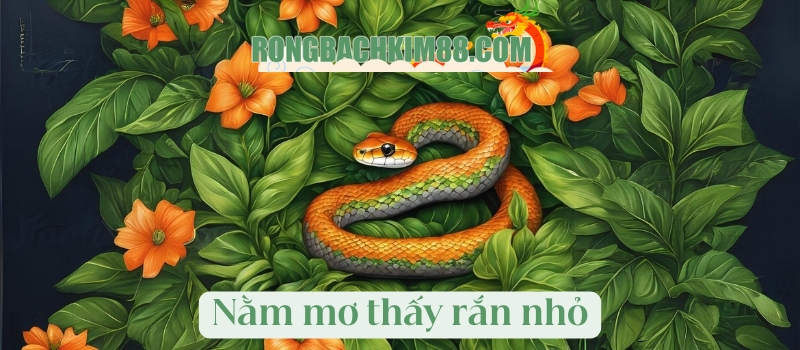 Nằm mơ thấy rắn nhỏ