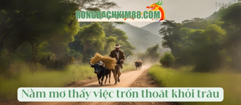 Nằm mơ thấy việc trốn thoát khỏi trâu