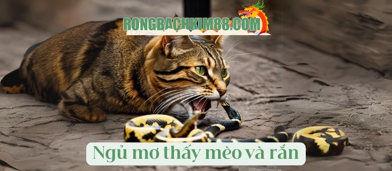 Ngủ mơ thấy mèo và rắn