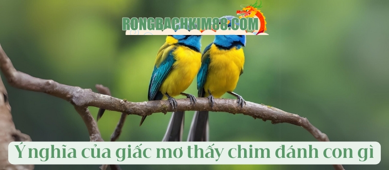 Ý nghĩa của giấc mơ thấy chim đánh con gì